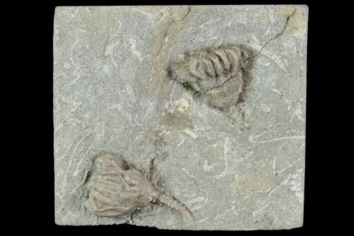 Two Fossil Crinoids (Dizygocrinus) - Warsaw Formation, Illinois #118880